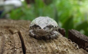 生き物その他